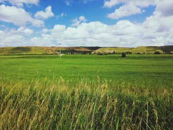 Scenic view of wheat field against sky