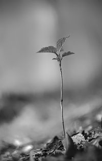 Close-up of wilted plant