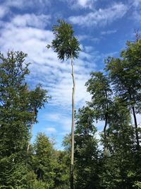 Low angle view of trees against sky