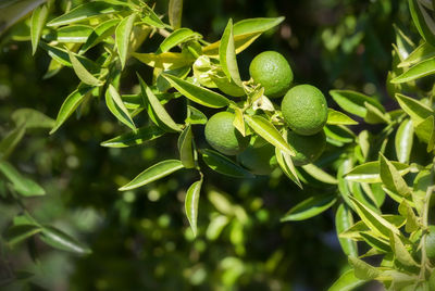 Close-up of berries growing on tree