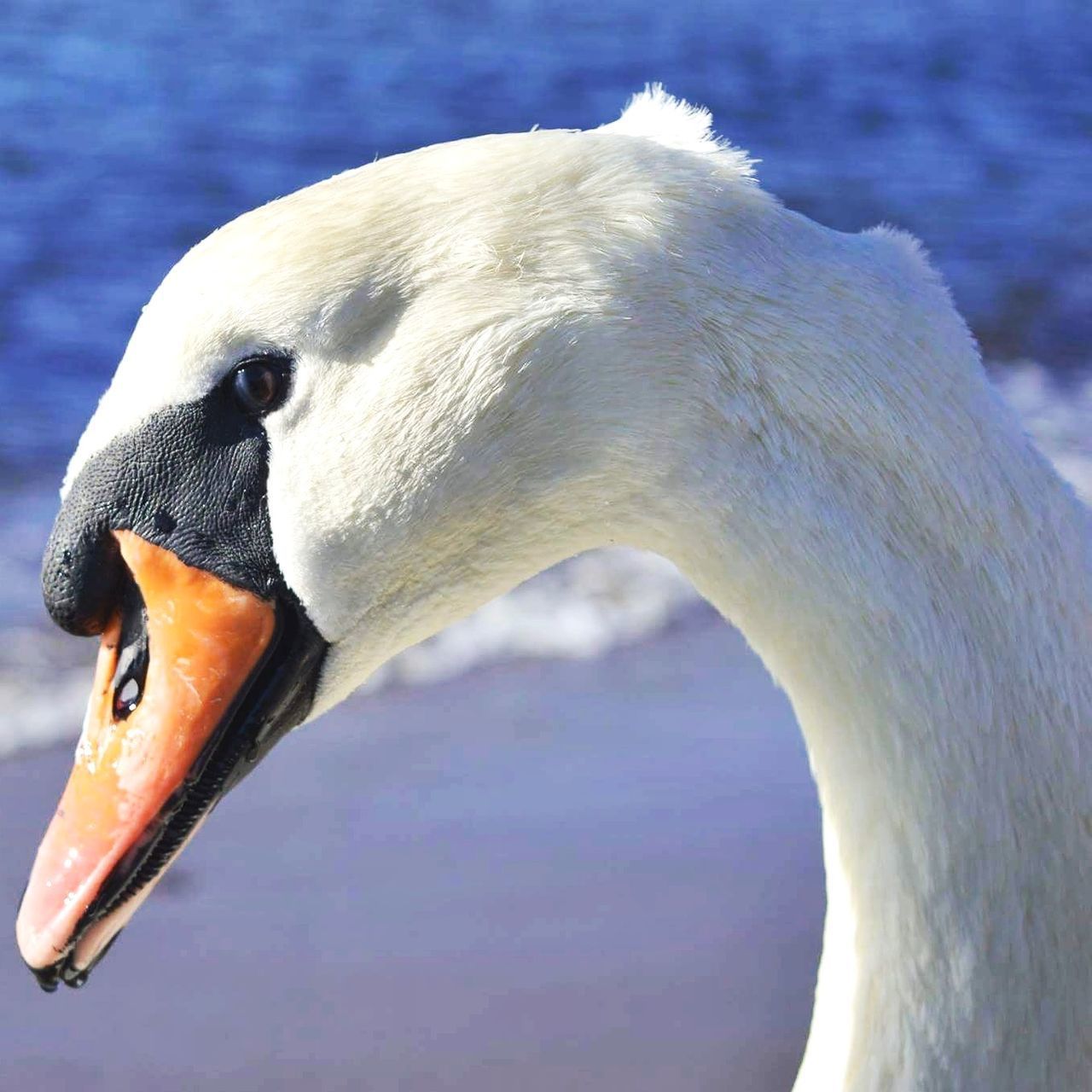 CLOSE-UP OF SWAN