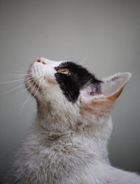 Close-up of a cat looking away