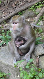 Monkeys sitting on stone wall