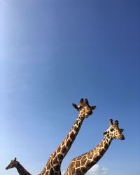 Low angle view of giraffe against clear blue sky