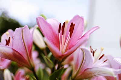 Close-up of pink flowering plant