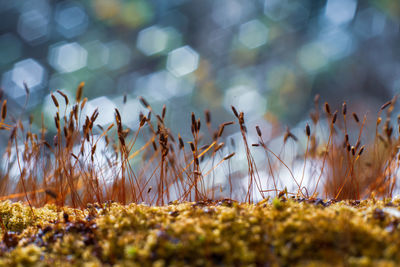 Close-up of grass on field