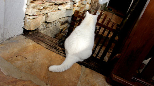 White cat on wall