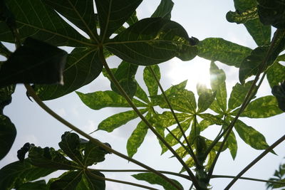 Low angle view of tree leaves against sky