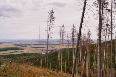 Full frame shot of dead spruce trees in forest because of bark beetles