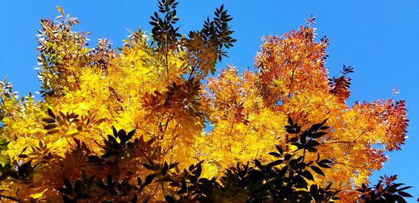 Low angle view of yellow flowering plants against blue sky