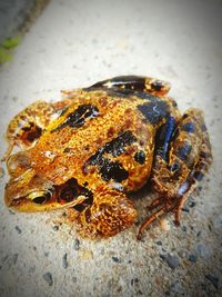 Close-up of frog