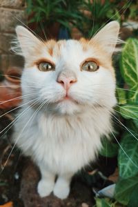 Close-up portrait of a cat