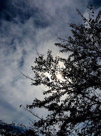 Low angle view of trees against cloudy sky