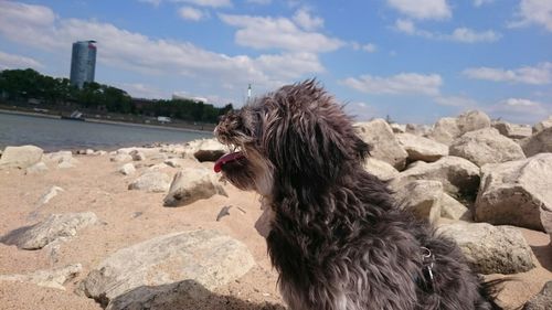 Dog with dog in background