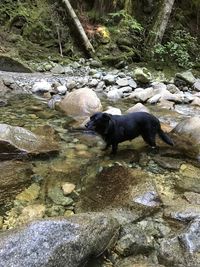 Dog on rock