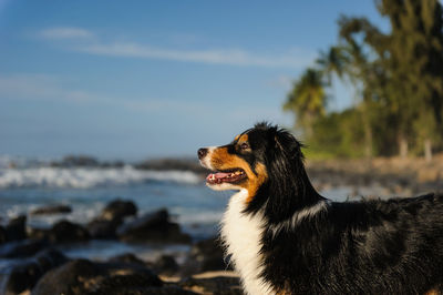 Dog looking away at sea shore