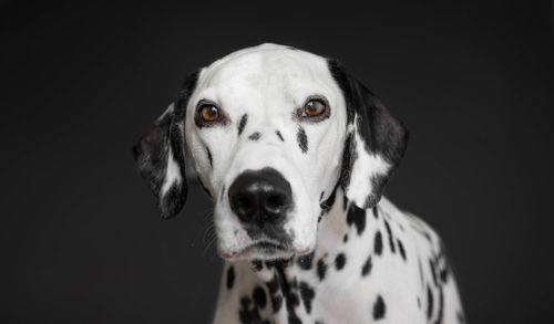 Close-up portrait of a dog over black background