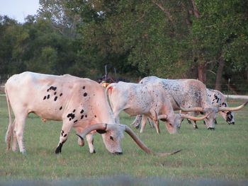 Side view of horse running on field