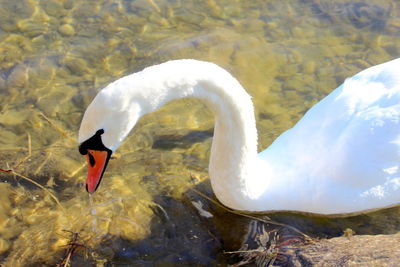 View of swan swimming in lake