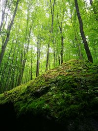 Low angle view of bamboo trees in forest