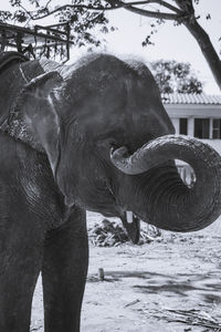 Close-up of elephant