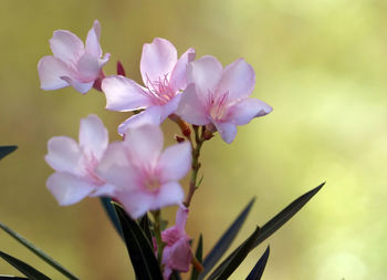 Close-up of pink flowers