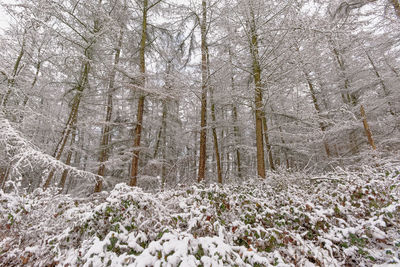 Snow covered trees in forest