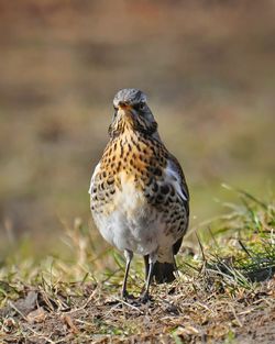 Close-up of bird perching on field