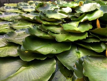 Full frame shot of green leaves