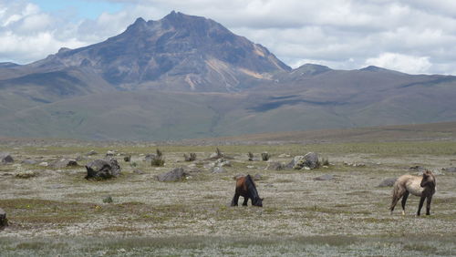 Wild horses grazing in the andes region of ecuador.
