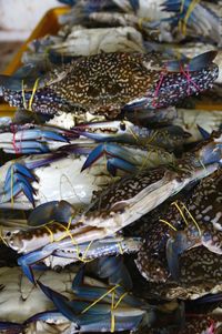 High angle view of fish for sale in market