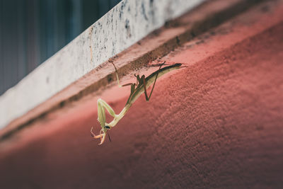 Close-up of plant against wall