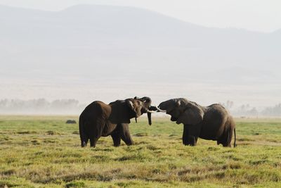 Elephants fighting on grass against sky