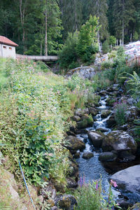 Scenic view of stream flowing through rocks in forest