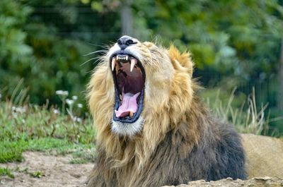 Close-up of lion yawning