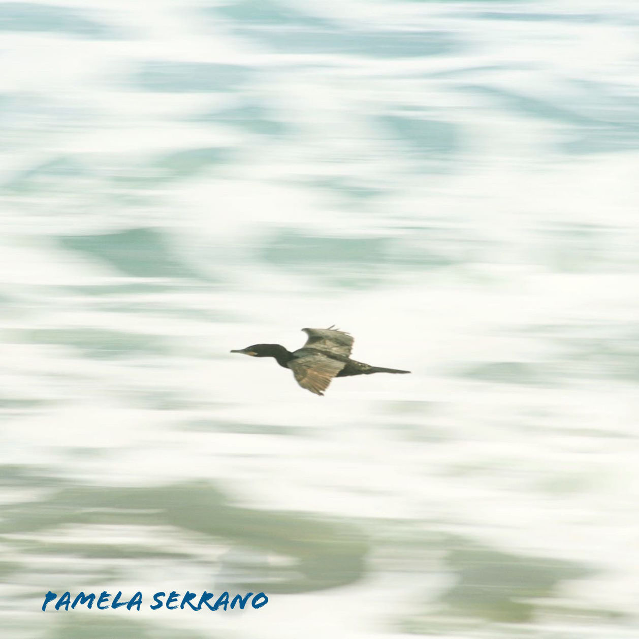 SEAGULL FLYING IN A SEA