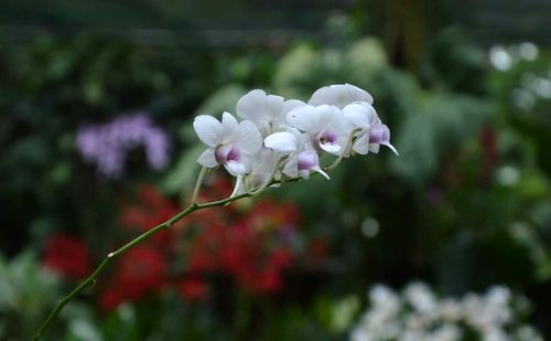 Close-up of flowers blooming outdoors