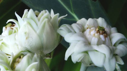 Close-up of white flowers