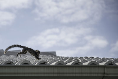 Sagui monkey jumping on roof against sky
