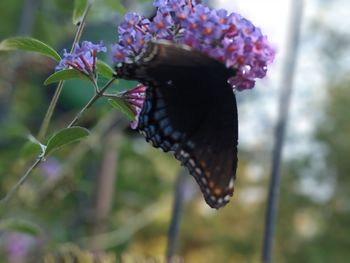 Close-up of butterfly on purple flower