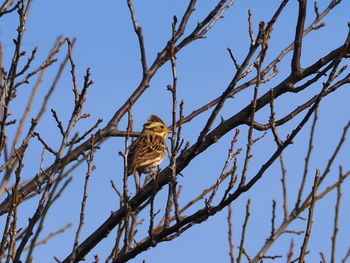 Low angle view of bird perching on tree against sky
