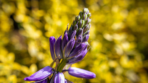 Close-up of purple flower