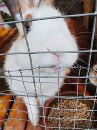 Close-up of cat in cage