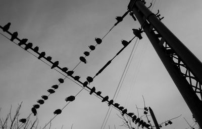 Low angle view of birds perching on power lines