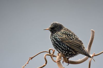 Low angle view of blackbird perching on branch against clear sky