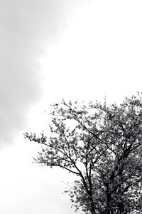 Low angle view of trees against sky