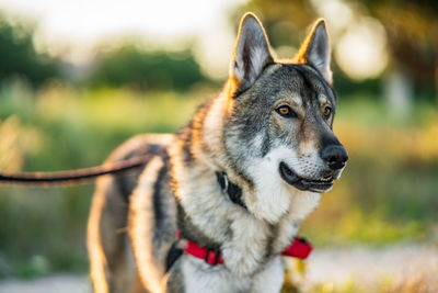 Close-up of dog looking away