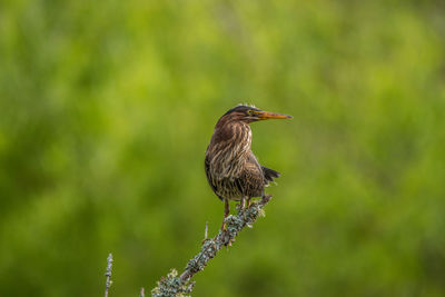 Bird perching on a plant