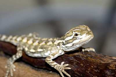 Close-up of lizard