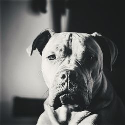 Close-up portrait of dog